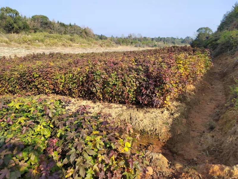 江西木荷苗造林小苗一年木荷苗30-50公分高造林苗
