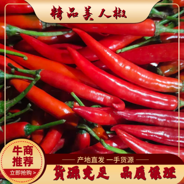 精品美人椒产地直发大量现货物美价廉欢迎实地考