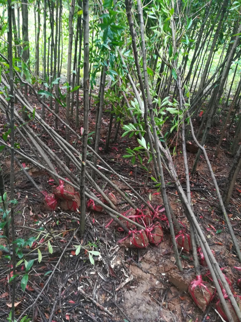 2公分杜英小苗各种规格杜英树苗供应基地现货现发货