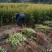 2公分杜英小苗各种规格杜英树苗供应基地现货现发货