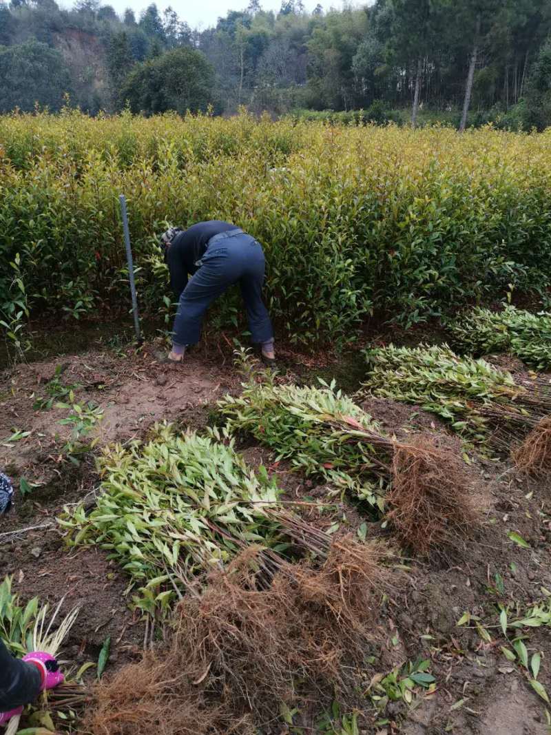 2公分杜英小苗各种规格杜英树苗供应基地现货现发货