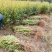 2公分杜英小苗各种规格杜英树苗供应基地现货现发货