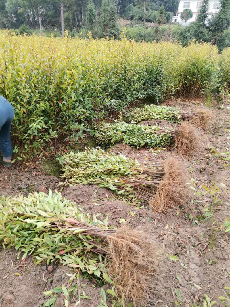 2公分杜英小苗各种规格杜英树苗供应基地现货现发货