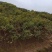 2公分杜英小苗各种规格杜英树苗供应基地现货现发货