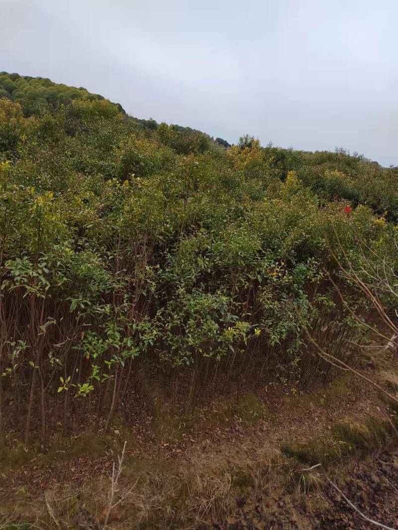 2公分杜英小苗各种规格杜英树苗供应基地现货现发货