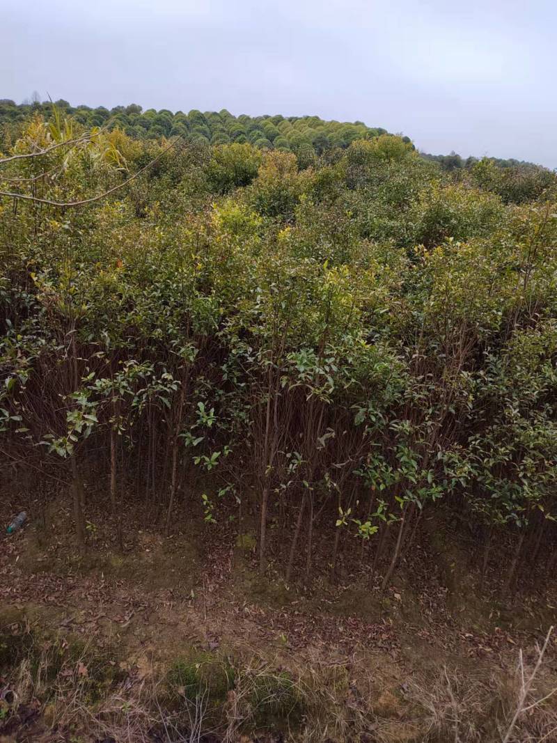 2公分杜英小苗各种规格杜英树苗供应基地现货现发货