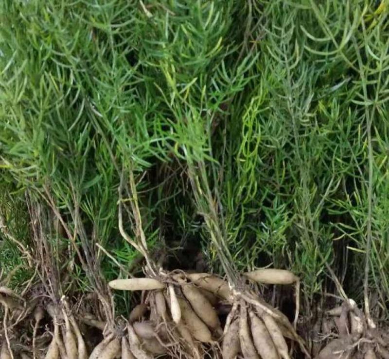 中药材天冬种苗出售天冬种植基地直发，量大从优