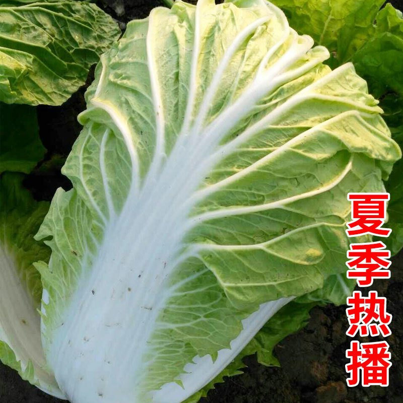 珍宝50天夏阳大白菜种子夏季抗热耐热耐雨高产惟勤白菜种子