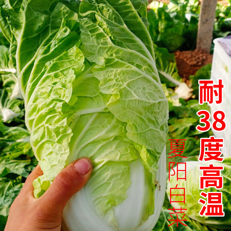 抗热50天夏阳白菜种子早熟夏播大白菜种子抗热结球包心