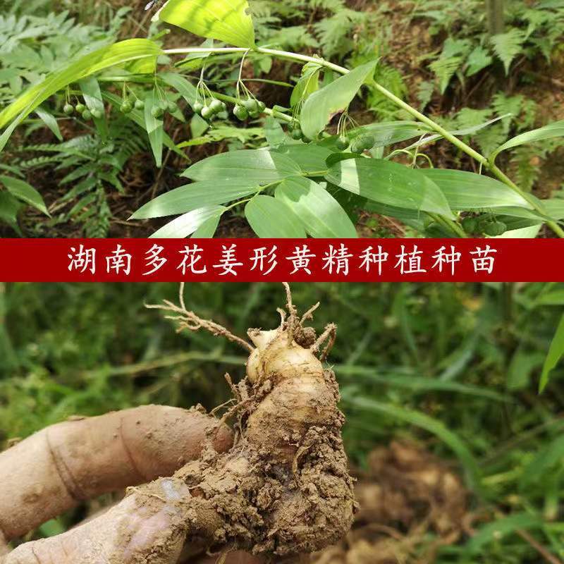 黄精种苗，黄精苗，姜型多花黄精种苗（药典品种）