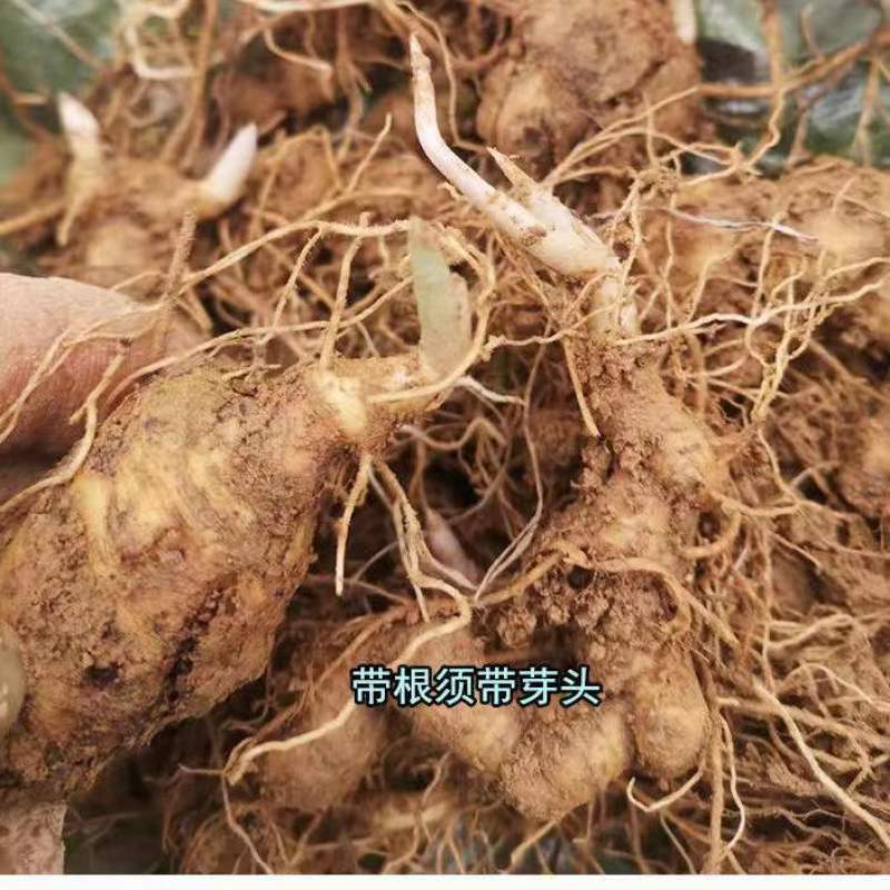 黄精种苗，黄精苗，姜型多花黄精种苗（药典品种）