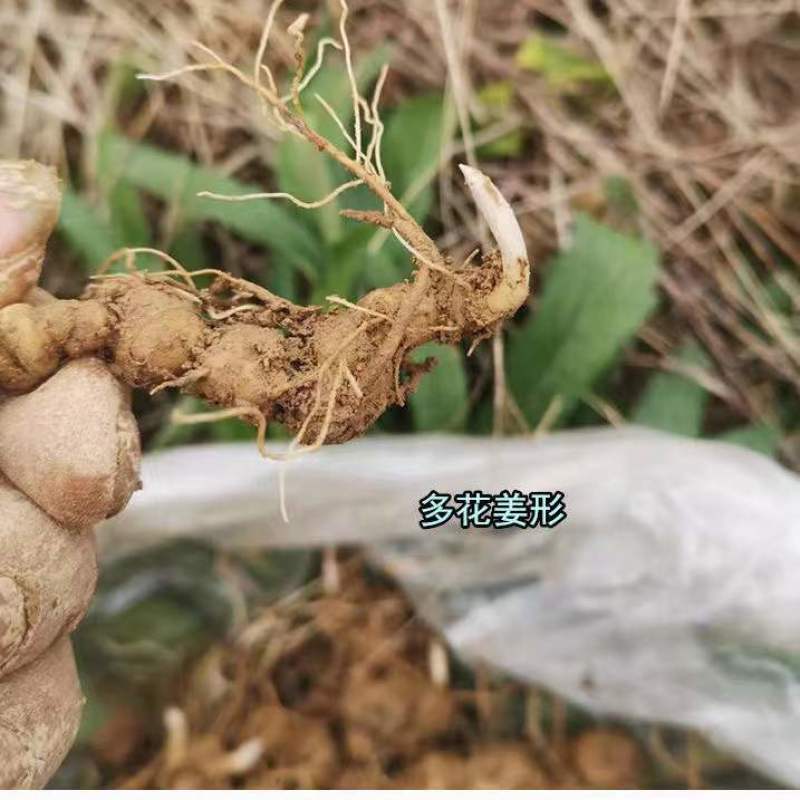 黄精苗，药材苗，多花黄精种苗，基地直供成活率高，包技术