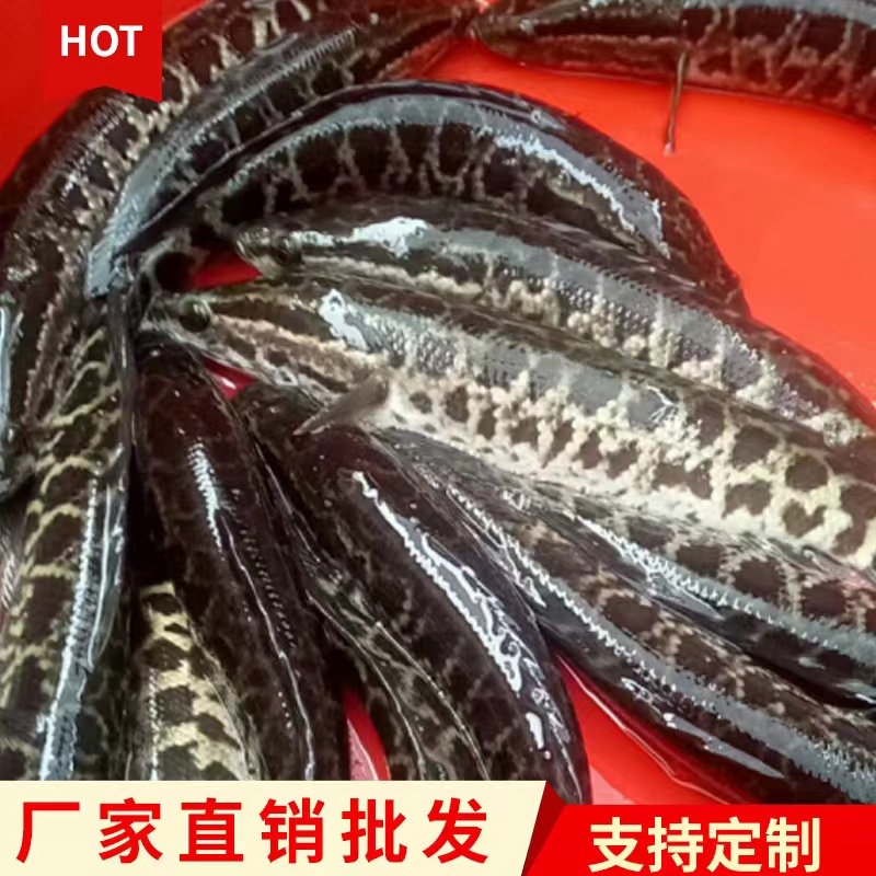 【精品】黑鱼乌鱼苗一手货源全国发货包技术包指导量大价低