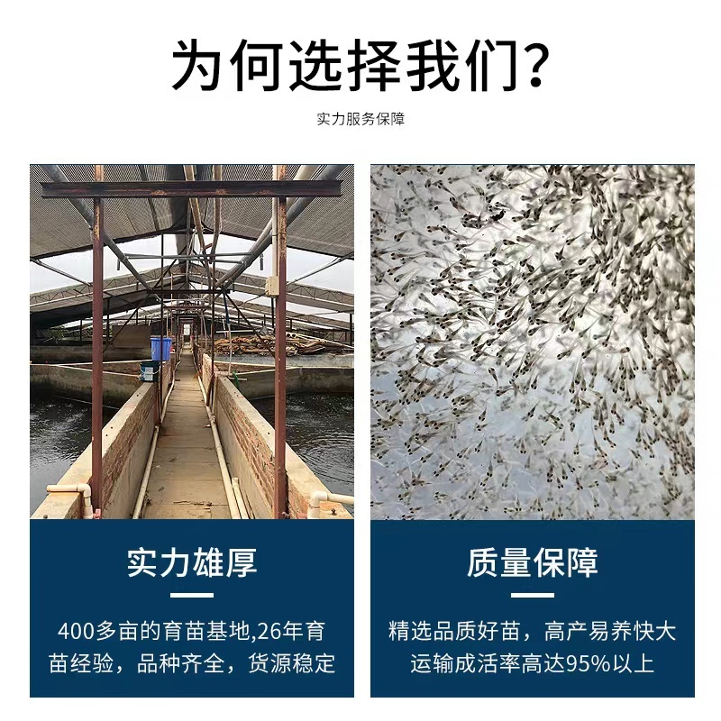 【精品】黑鱼乌鱼苗一手货源全国发货包技术包指导量大价低