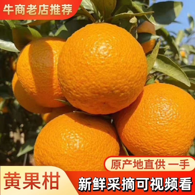 汉源石棉黄果柑新鲜采摘洗选打蜡一条龙服务可视频看货