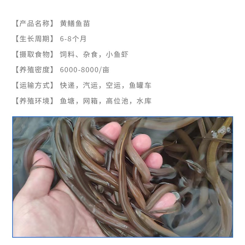 【精选】优质黄鳝鱼苗活体新货全国批发渔场一手货源包成活
