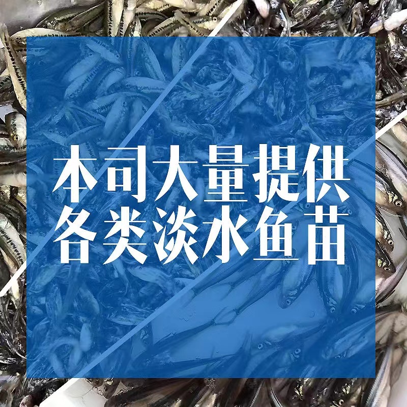 【精选】优质黄鳝鱼苗活体新货全国批发渔场一手货源包成活