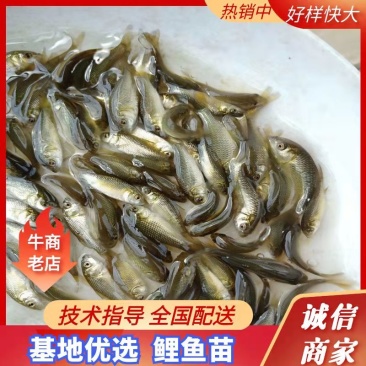 《全国发货》建鲤鱼苗快大鲤鱼苗风建鱼苗苗场直供欢迎联系
