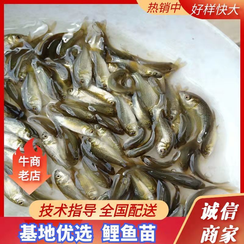 《全国发货》建鲤鱼苗快大鲤鱼苗风建鱼苗苗场直供欢迎联系