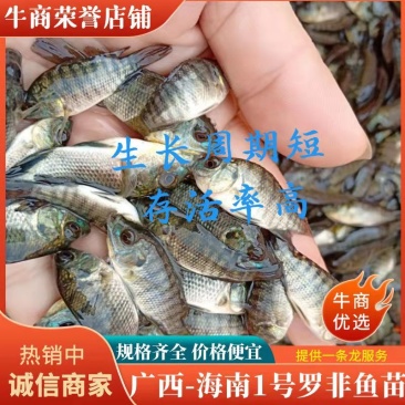 《全国发货》海南1号罗非鱼苗快大高产规格齐全欢迎来电订购