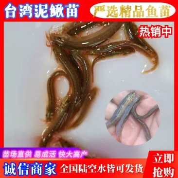 《全国发货》台湾泥鳅苗快大良种泥鳅苗活体成活率高