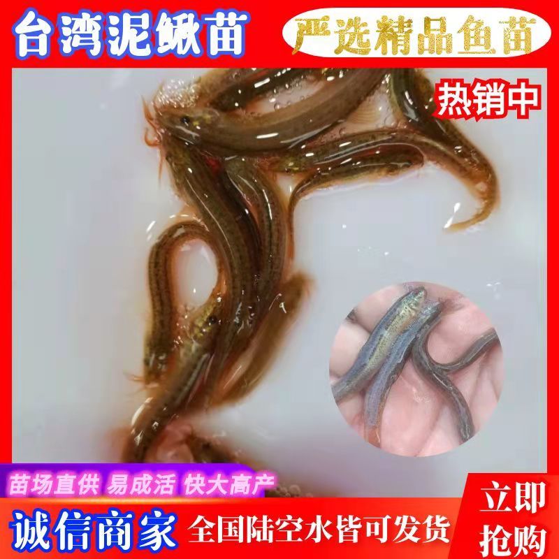 《全国发货》台湾泥鳅苗快大良种泥鳅苗活体成活率高