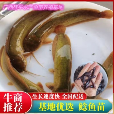 【塘鲺】本地塘鲺鱼苗塘角鱼苗三黄塘鲺鱼苗杂交全国发货