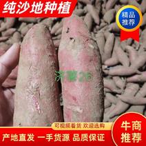 济薯26，二两以上中块，纯沙地种植山东产区直供优质红薯
