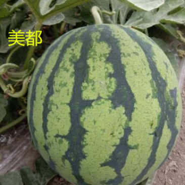 麒麟瓜嫁接苗美都8424龙卷风抗重茬嫁接西瓜苗