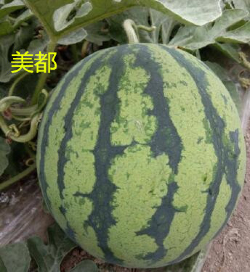 麒麟瓜嫁接苗美都8424龙卷风抗重茬嫁接西瓜苗