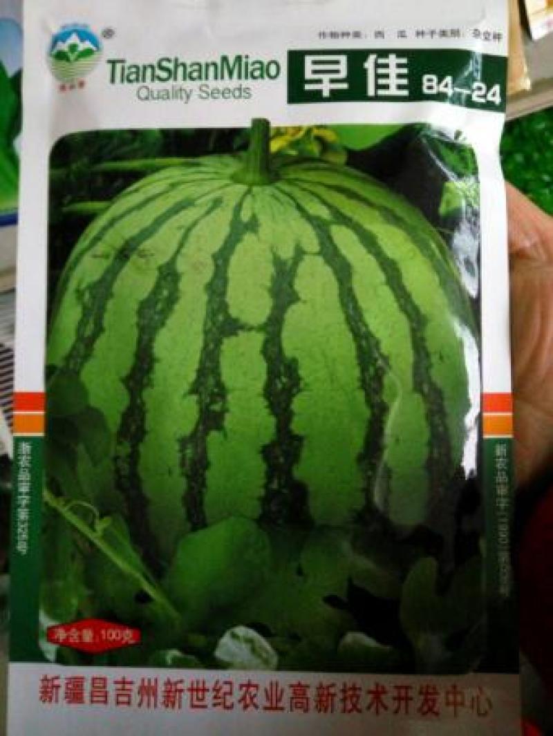 麒麟瓜嫁接苗美都8424龙卷风抗重茬嫁接西瓜苗