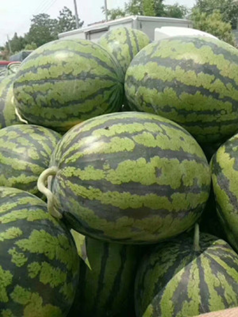 麒麟瓜嫁接苗美都8424龙卷风抗重茬嫁接西瓜苗