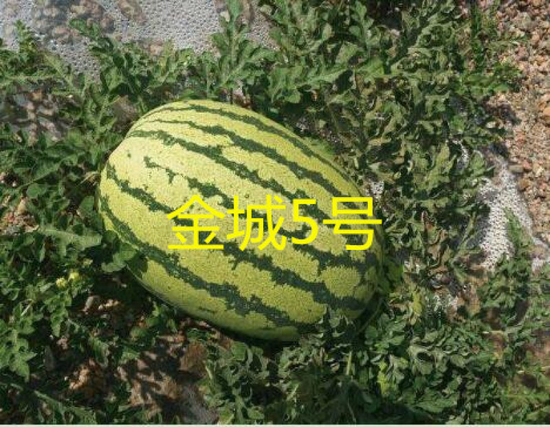 抗病强西瓜苗金城五号西瓜苗西农八号西瓜嫁接苗