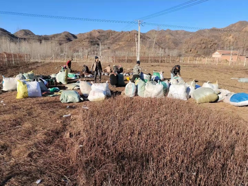 五味子苗高产河北五味子苗成活率高基地直发一手货源量大