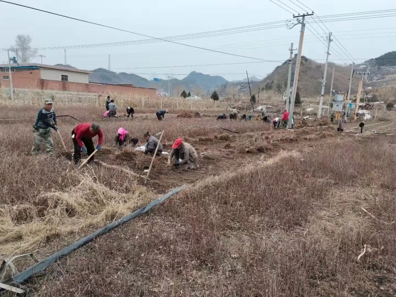 五味子苗高产河北五味子苗成活率高基地直发一手货源量大