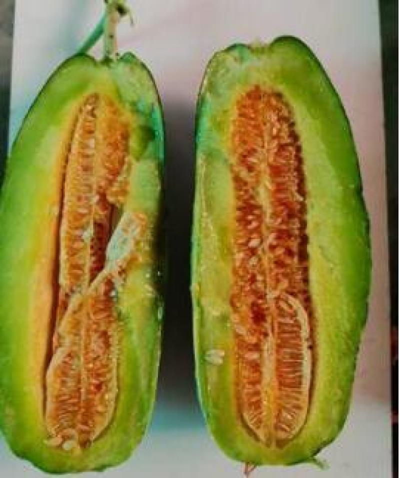 博洋九嫁接甜瓜苗羊角蜜绿宝石甜瓜苗西州蜜香瓜苗