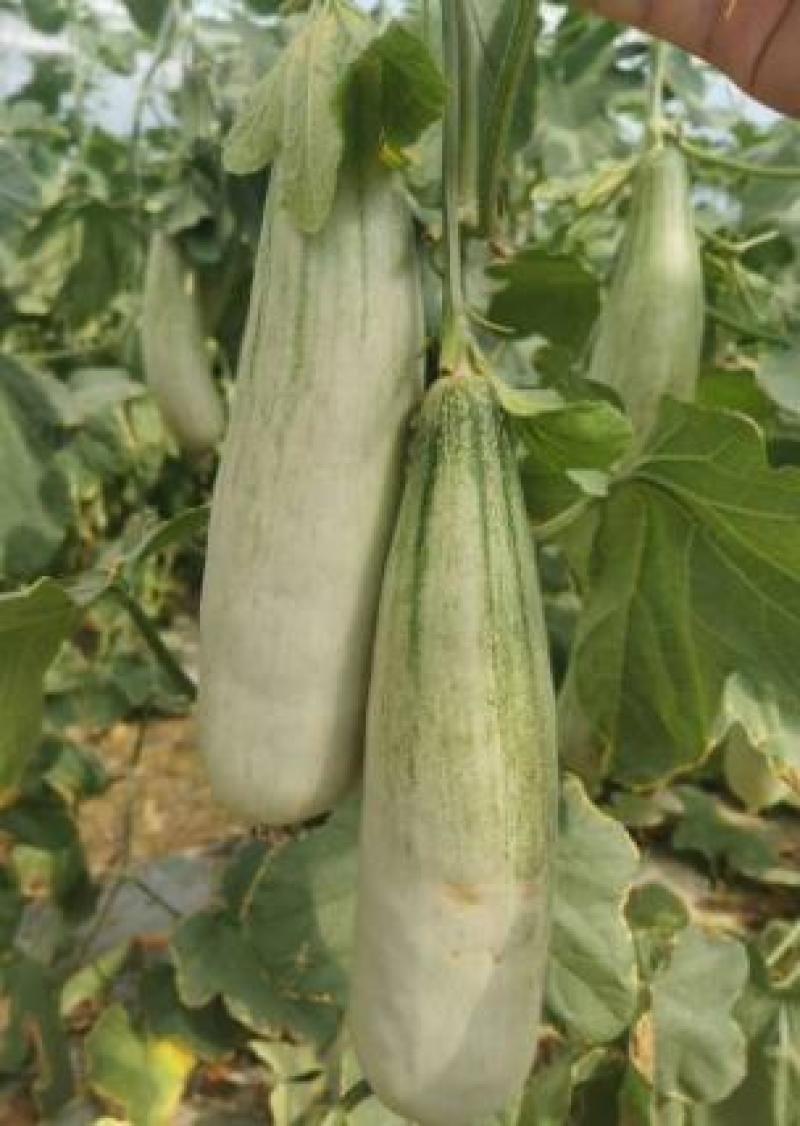 博洋九嫁接甜瓜苗羊角蜜绿宝石甜瓜苗西州蜜香瓜苗