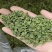 新货桑叶茶桑叶茶产地货源散装花草茶
