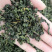 新货桑叶茶桑叶茶产地货源散装花草茶