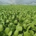 （诚信商家）曹县基地大量供应小油菜出现质量问题包退包换