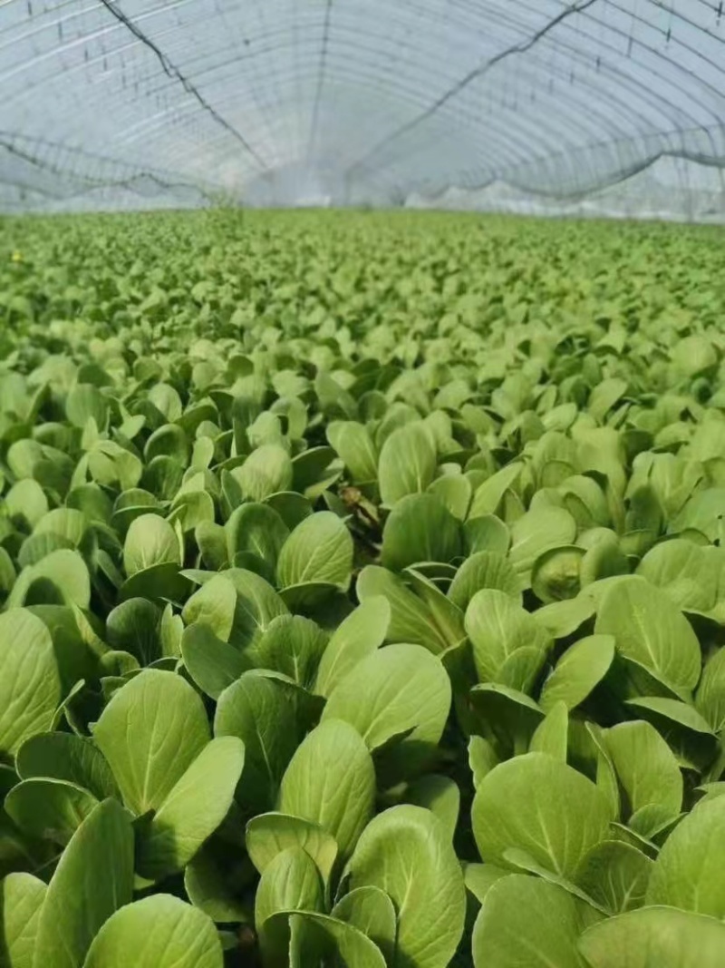 （诚信商家）曹县基地大量供应小油菜出现质量问题包退包换