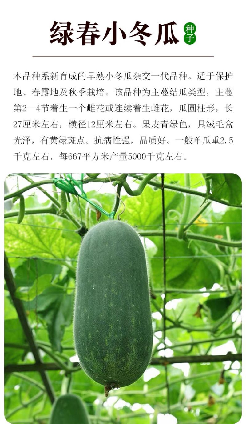 绿春小冬瓜种子小节瓜种子绿皮早熟高产春季四季杂交一代