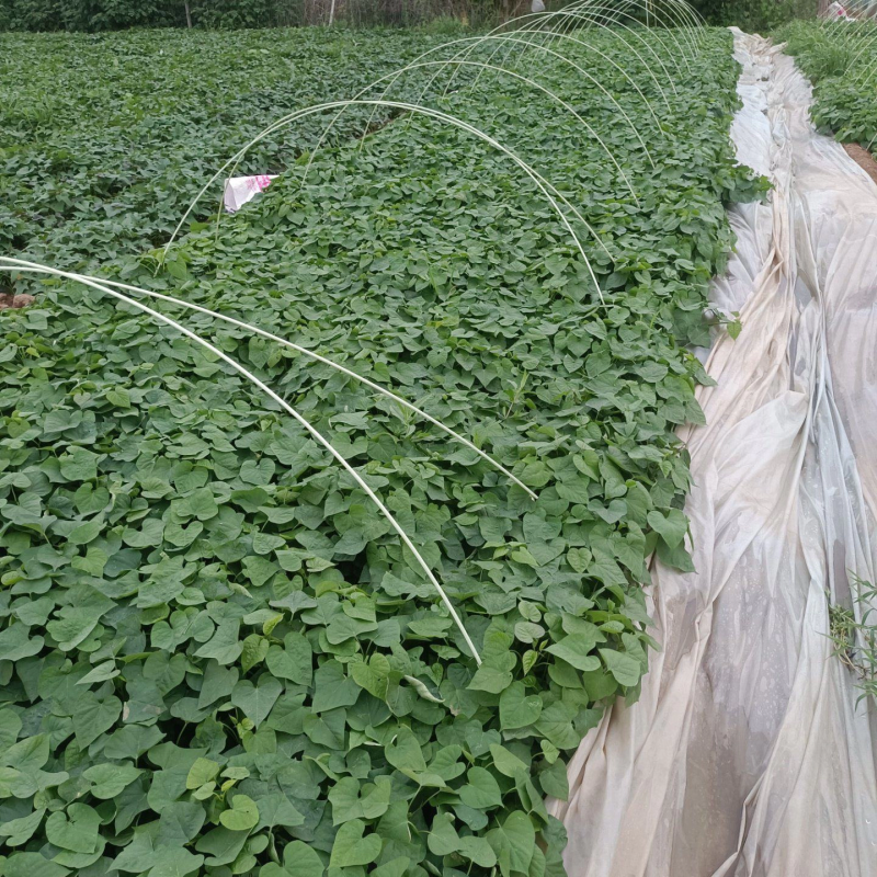 玛莎莉蜜薯苗，基地提供种植技术指导，成活回报率高，欢迎下单