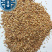 精品中药材柏子仁，货源充足，品质保证，量大从优