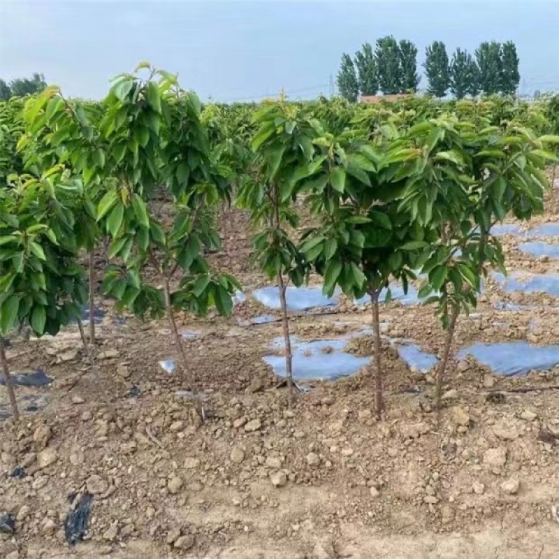 基地直销吉塞拉樱桃苗，品种保证，包技术指导可签合同