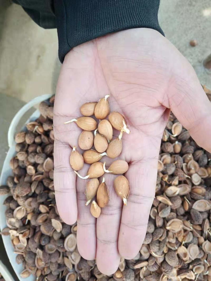 毛桃芽毛桃种子桃树种子基地直达量大质优出芽率高