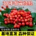基地直销吉塞拉樱桃苗，品种保证，包技术指导可签合同