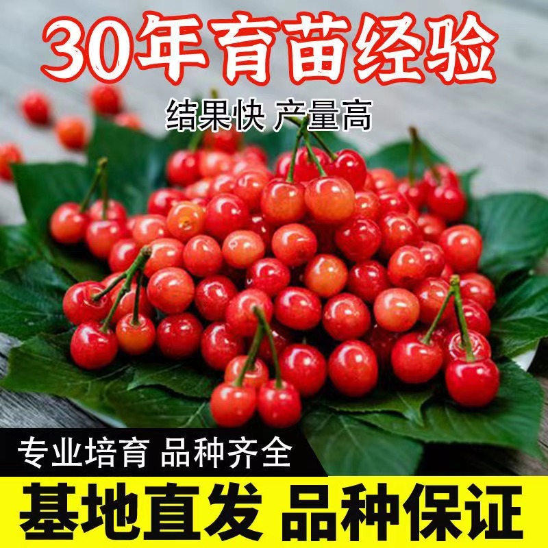 基地直销吉塞拉樱桃苗，品种保证，包技术指导可签合同