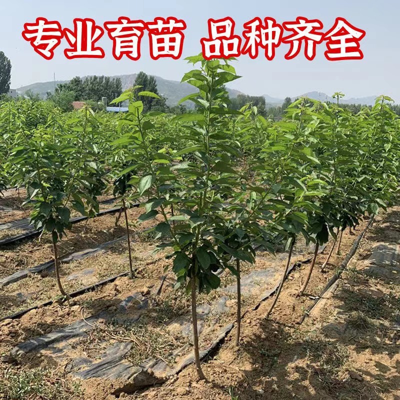 矮化大樱桃苗俄罗斯八号，美早，沙王辉煌，品种多多
