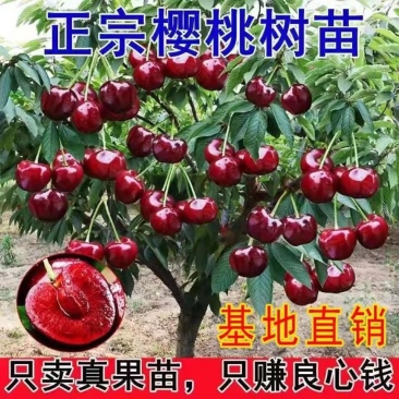布鲁克斯樱桃苗，果子大果皮浓红底色淡黄，包种植技术指导